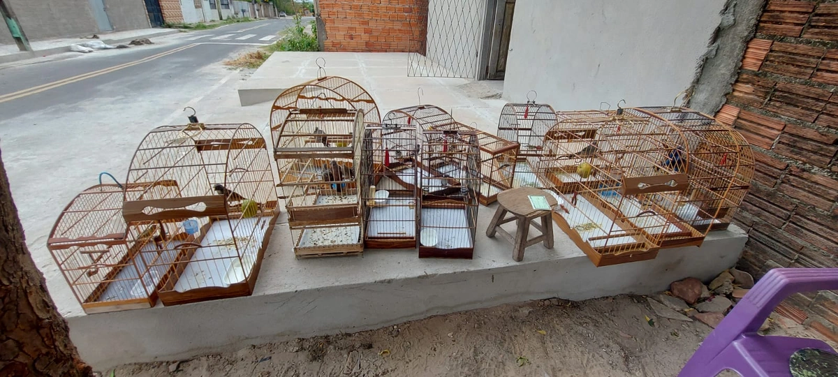 Animais apreendidos pela polícia