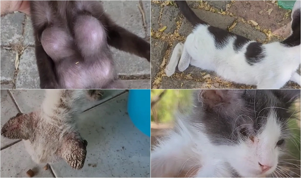 Gatos abandonados na avenida Marechal Castelo Branco com saúde debilitada