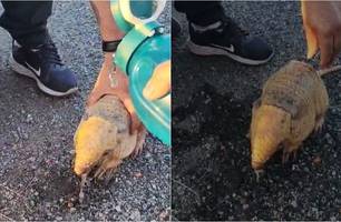 Tatu encontrado em beira de estrada por empresário (Foto: Reprodução)