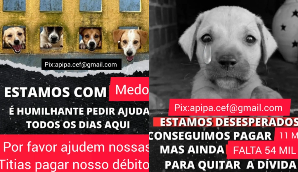 Apipa faz campanha para arrecadar R$ 54 mil para pagar clínica veterinária