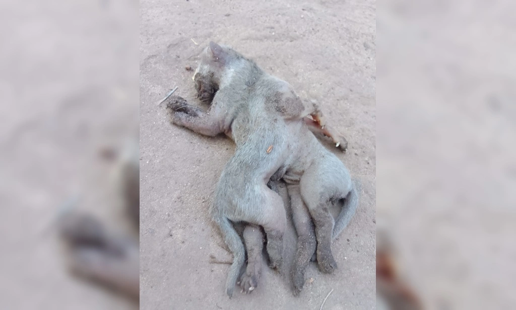 Gato com oito patas