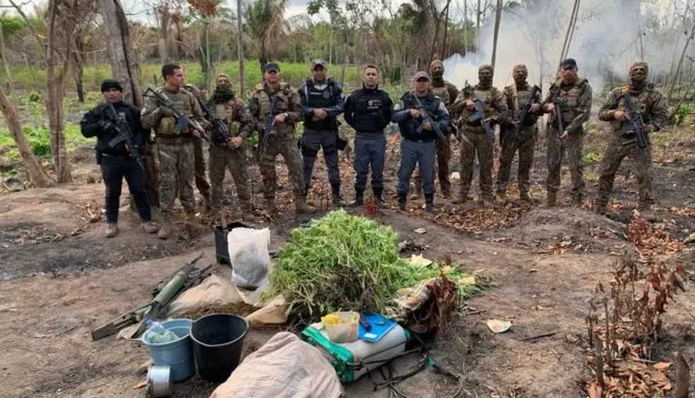Polícia descobre plantação com 5 mil pés de maconha no interior do Maranhão