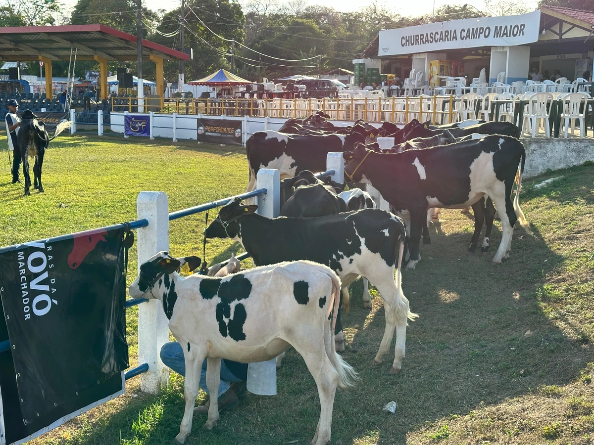 Expoapi sedia 1ª Exposição Ranqueada de gado Girolando do Nordeste