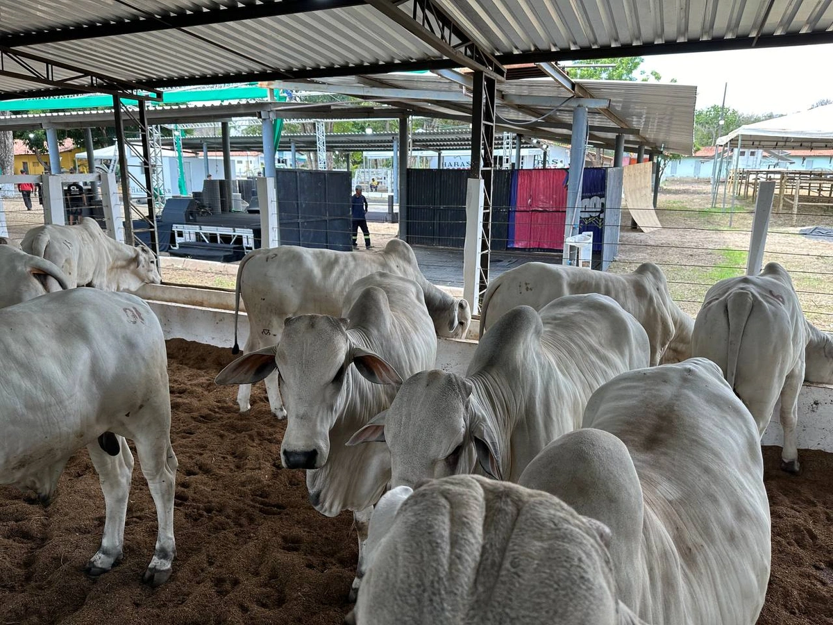 Exposição da Fazenda Thasso Felipe na Expoapi