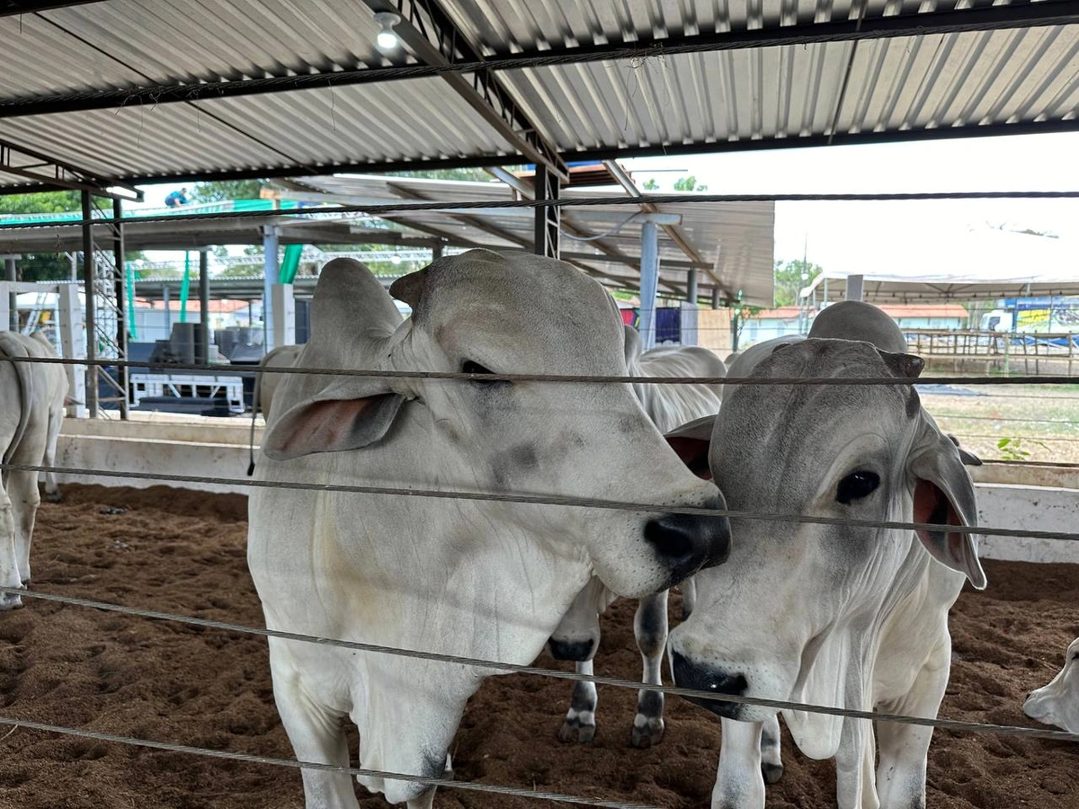 Exposição da Fazenda Thasso Felipe na Expoapi