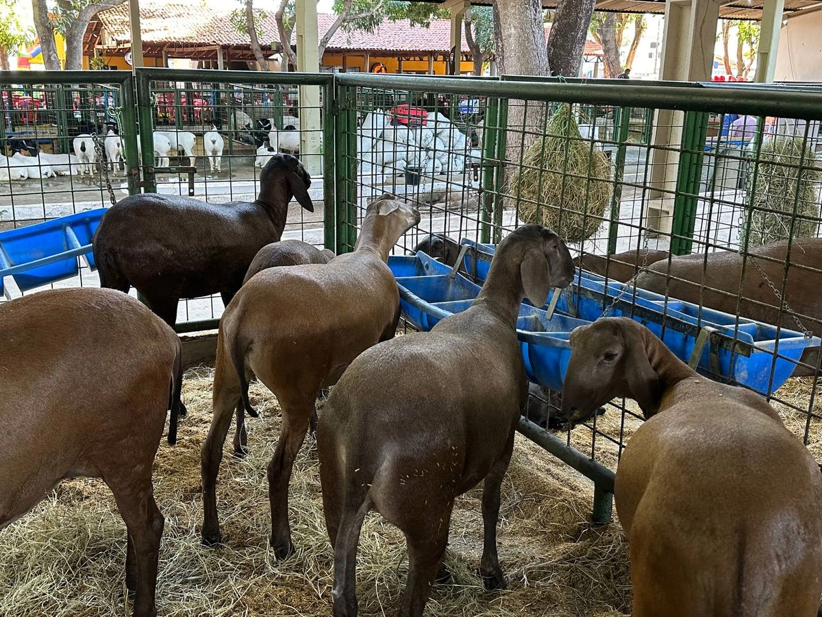 Exposição de caprinos e ovinos realizada pela Apiccovi na Expoapi