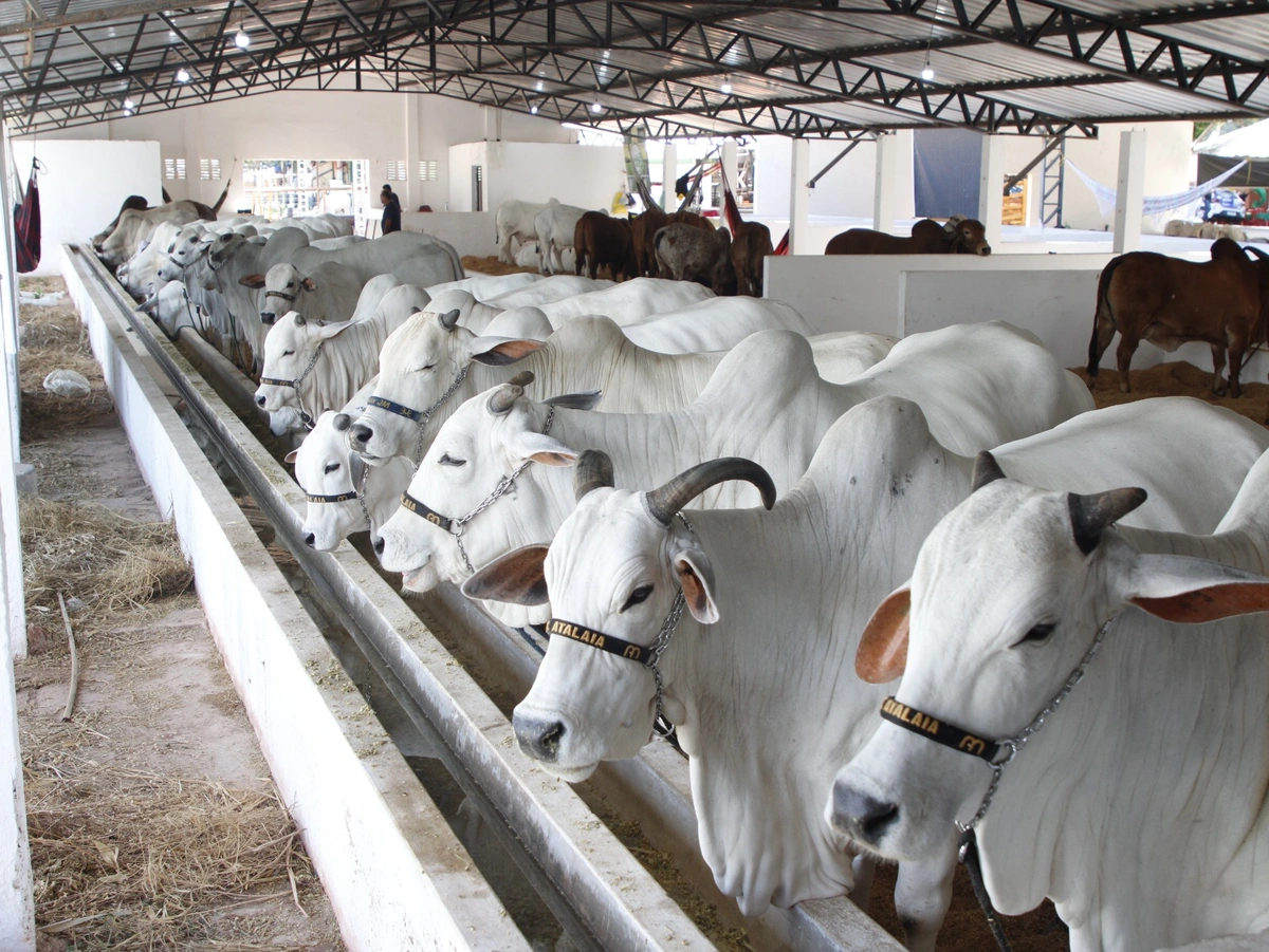 Fazenda Atalaia destaca qualidade e avanços genéticos da raça Nelore na Expoapi