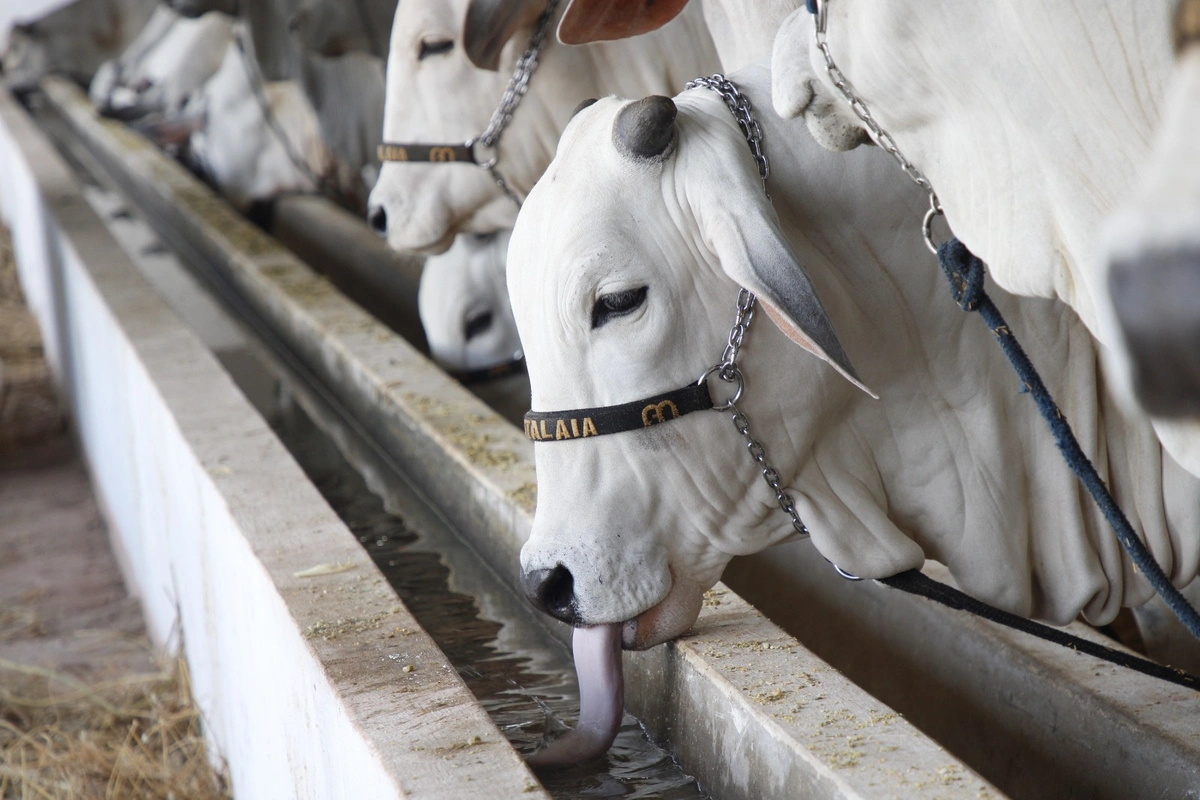 Fazenda Atalaia destaca qualidade e avanços genéticos da raça Nelore na Expoapi