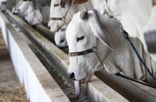 Fazenda Atalaia destaca qualidade e avanços genéticos da raça Nelore na Expoapi (Foto: Mateus Araújo / Conecta Piauí)