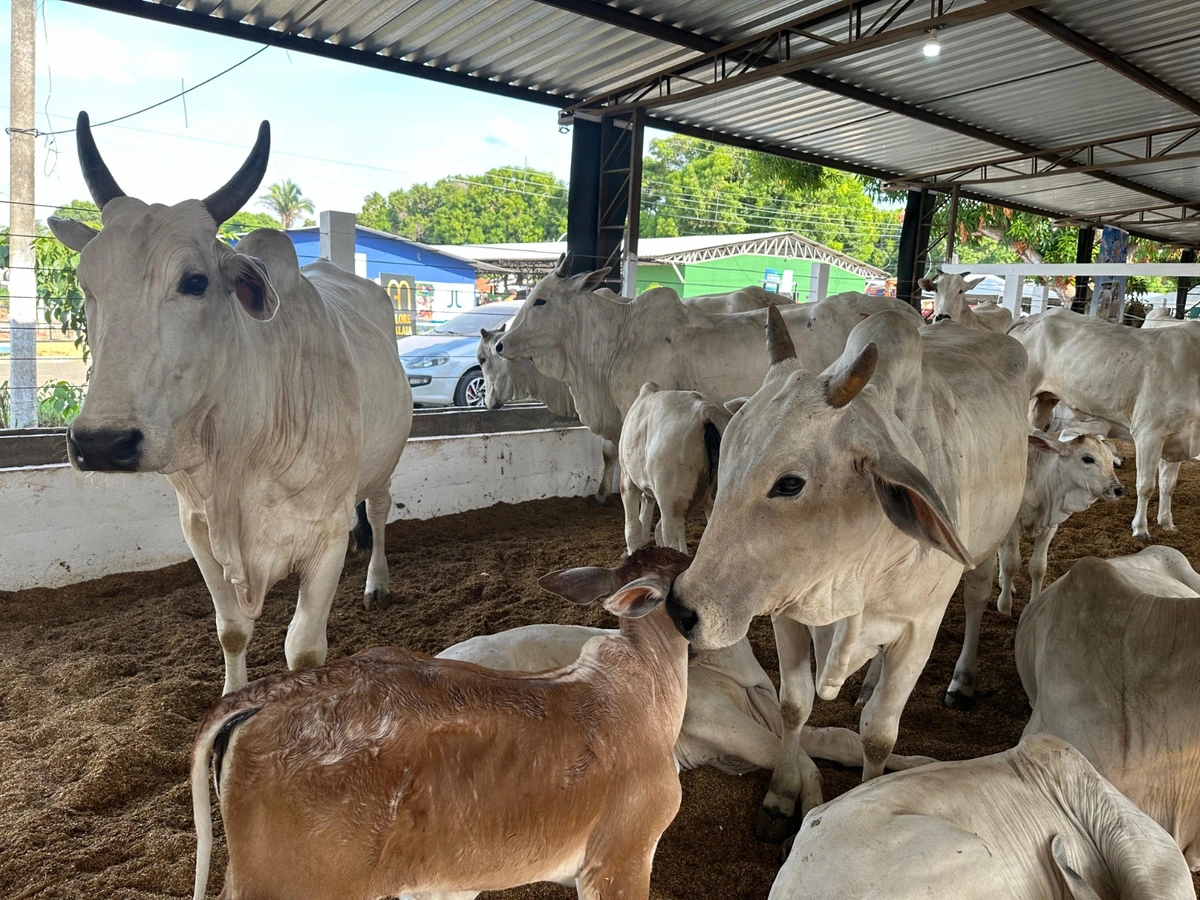 Fazenda do Alto exibe qualidade da raça Nelore ao pequeno criador na Expoapi