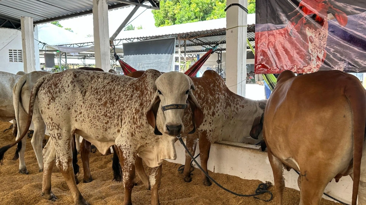 Fazenda JM realiza o 12º leilão Gir Leiteiro e Girolando na Expoapi nesta quinta