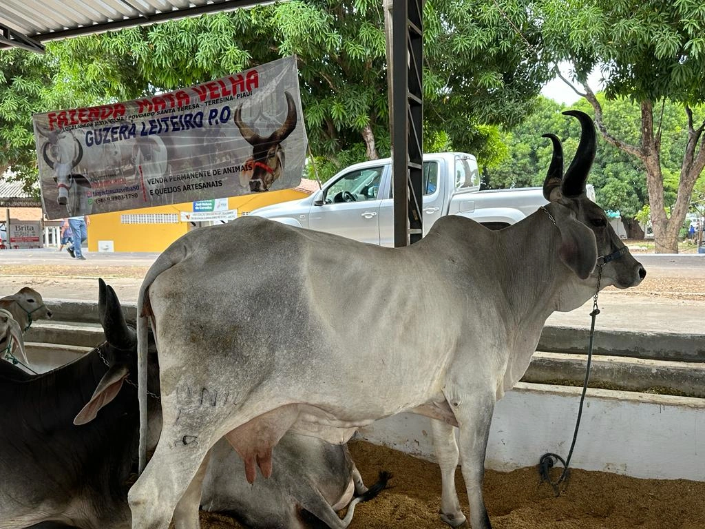 Fazenda Mata Velha se destaca com força do rebanho leiteiro na Expoapi 2023