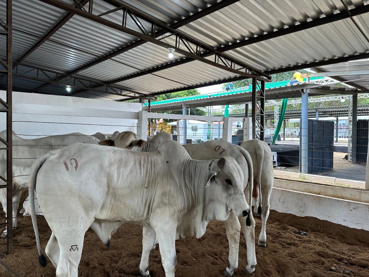 Fazendas Haras Thasso Felipe e do Alto lançam 2º Shopping Nelore Liberdade na Expo