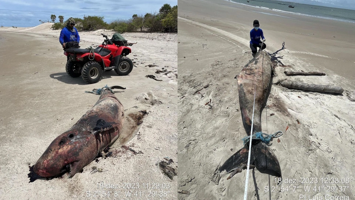 Golfinho morto é encontrado na praia da Carnaubinha, em Luís Correia