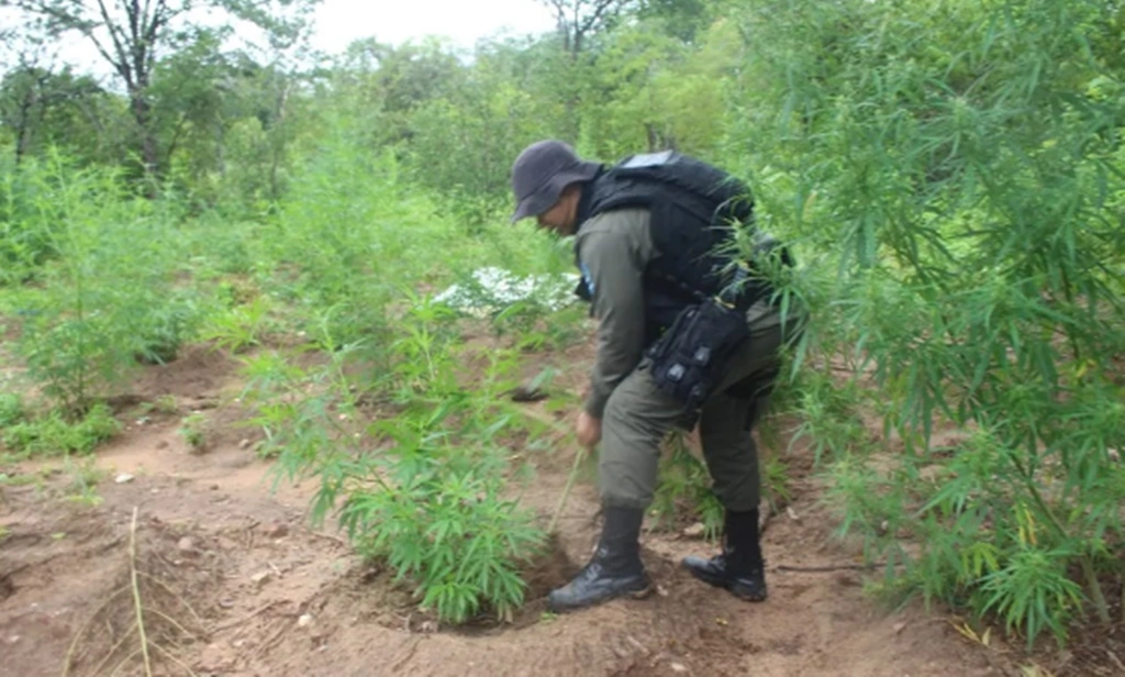 Plantação de maconha em Paulistana