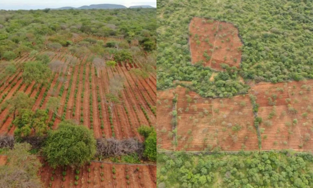 Polícia encontra plantação com 120 mil pés de maconha em Dom Inocêncio