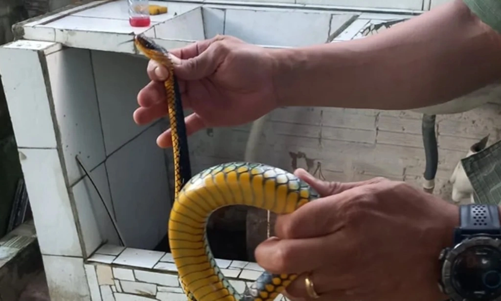 Serpente resgatada