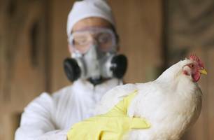 Galinha gripe aviária (Foto: Peter Garrard Beck/Getty Images)
