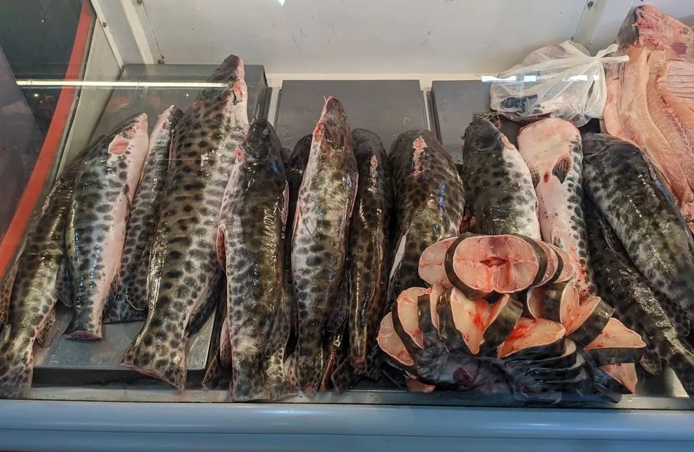 Peixes consumidos em seis estados têm contaminação por mercúrio, indica estudo