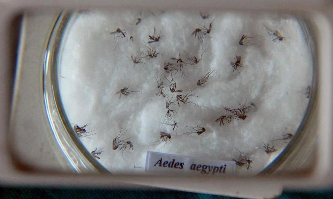 Aedes aegypti, mosquito transmissor da dengue, zika e chikungunya