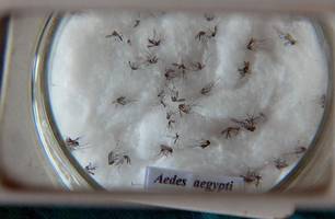 Aedes aegypti, mosquito transmissor da dengue, zika e chikungunya (Foto: Arquivo/ Agência Brasil)