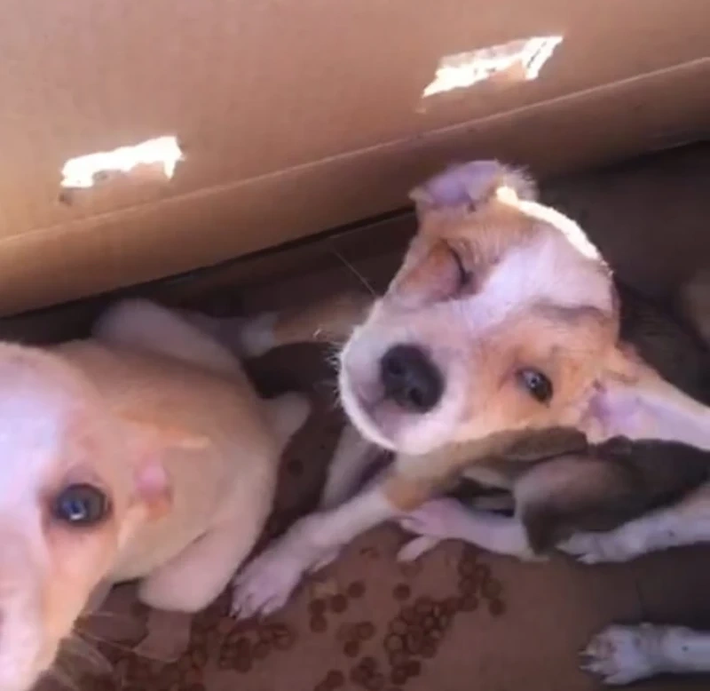 Cachorros abandonados