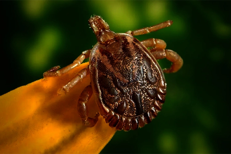 Carrapato transmissor da febre maculosa