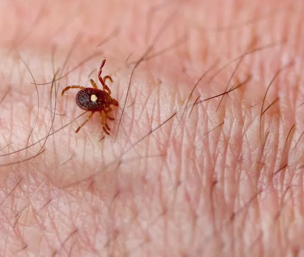 Carrapatos do gênero Amblyomma são responsáveis pela transmissão de bactérias causadoras de febre maculosa
