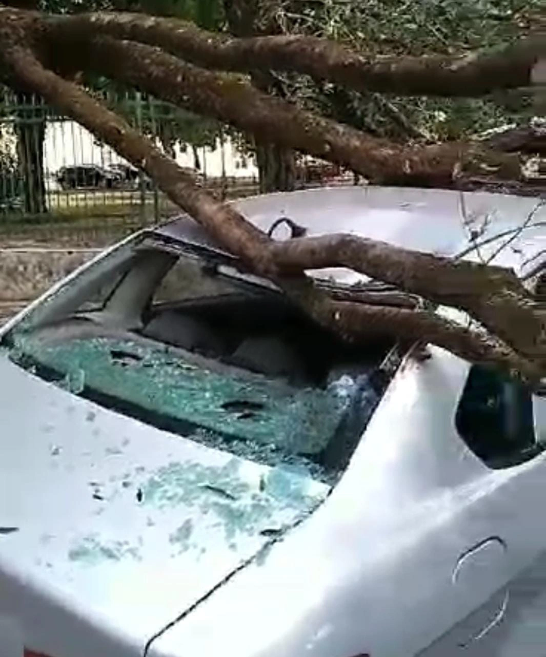 Carro atingido pelo galho da árvore