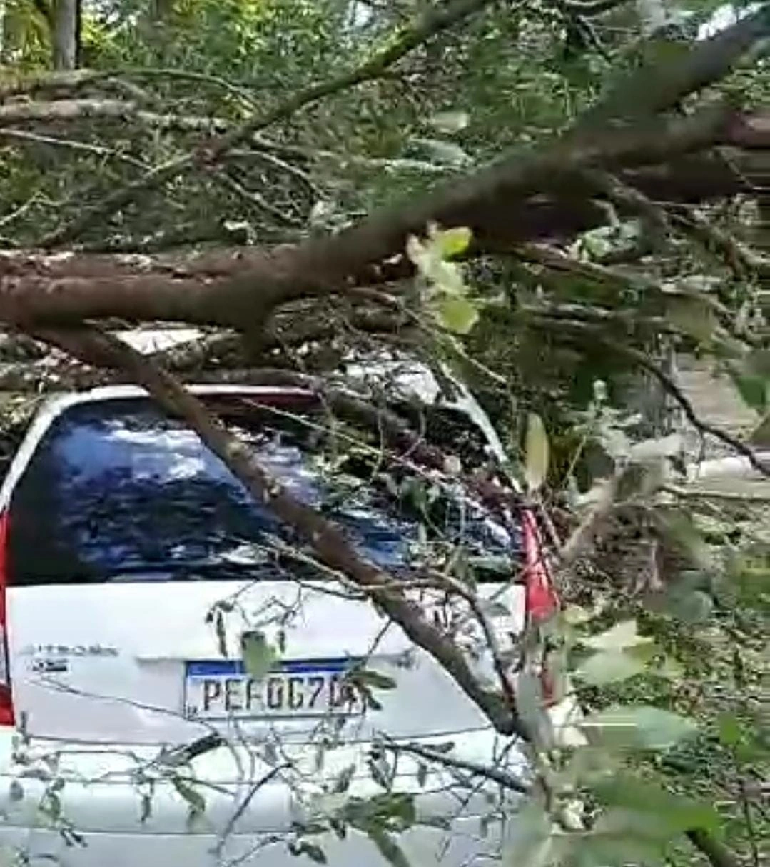 Carro atingido pelo galho da árvore