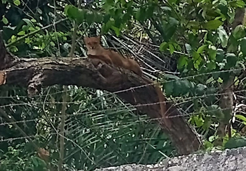 Gato-mourisco mantém Jardim Botânico de Teresina fechado há mais de oito meses