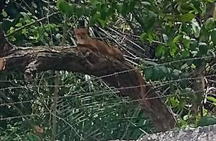 Gato-mourisco mantém Jardim Botânico de Teresina fechado há mais de oito meses (Foto: Reprodução)
