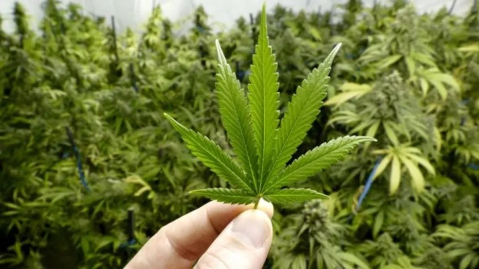 Sancionada lei que autoriza distribuição de medicamentos à base de cannabis em Teresina