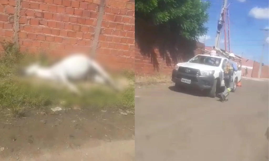 Cavalo morre após tocar em fio de alta tensão em Teresina