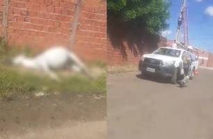 Cavalo morre após tocar em fio de alta tensão em Teresina (Foto: Reprodução/ Redes Sociais)