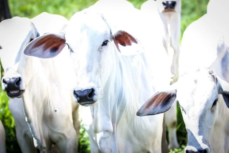 Leilões de animais na ExpoCorrente