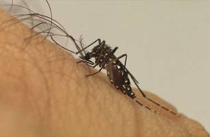 Teresina registra 1,3 mil casos de Chikungunya (Foto: Reprodução/Fiocruz)