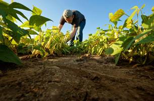 Agricultura familiar (Foto: Divulgação/Prefeitura de Castelo do Piauí)