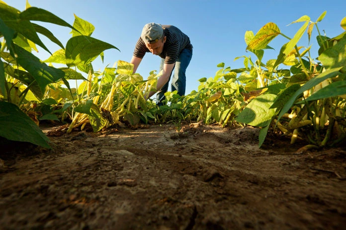Agricultura familiar