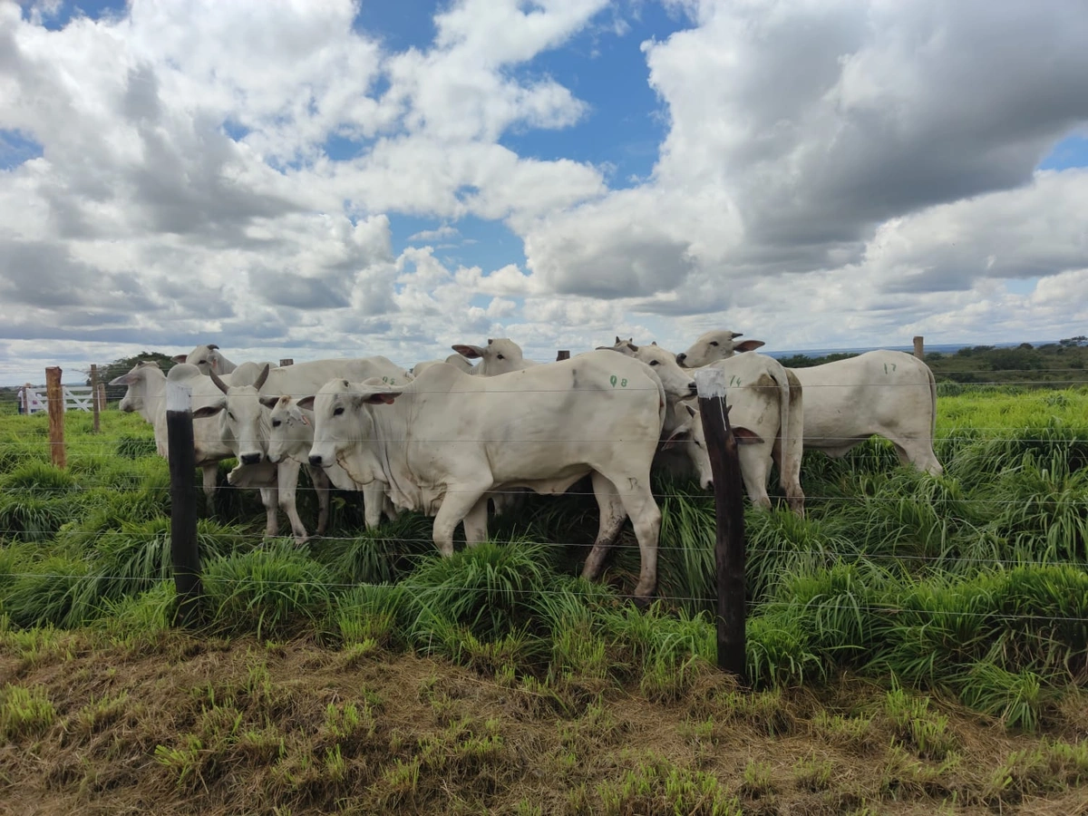 Agro