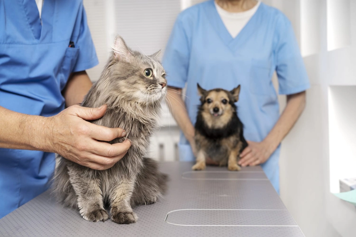 Alunos de Medicina Veterinária participam de campanha de vacinação contra raiva