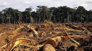 Área queimada (Foto: Divulgação/TRF1)