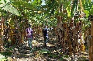 Doença da banana (Foto: Ccom)