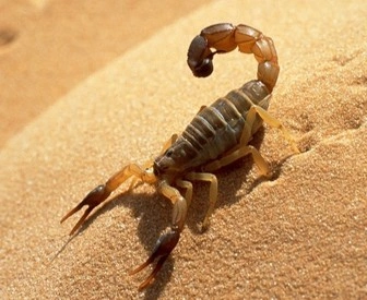 Escorpião