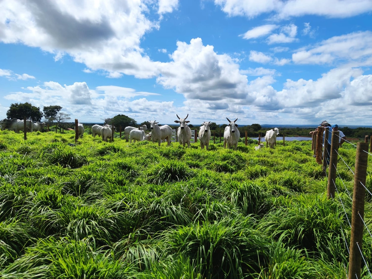 Fazenda com animais a pasto