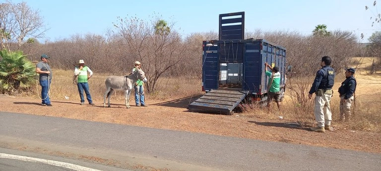 Apreensão de animais realizada pela PRF