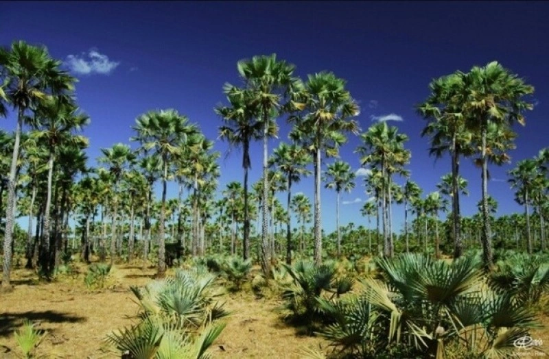 Produção de pó de carnaúba no Piauí