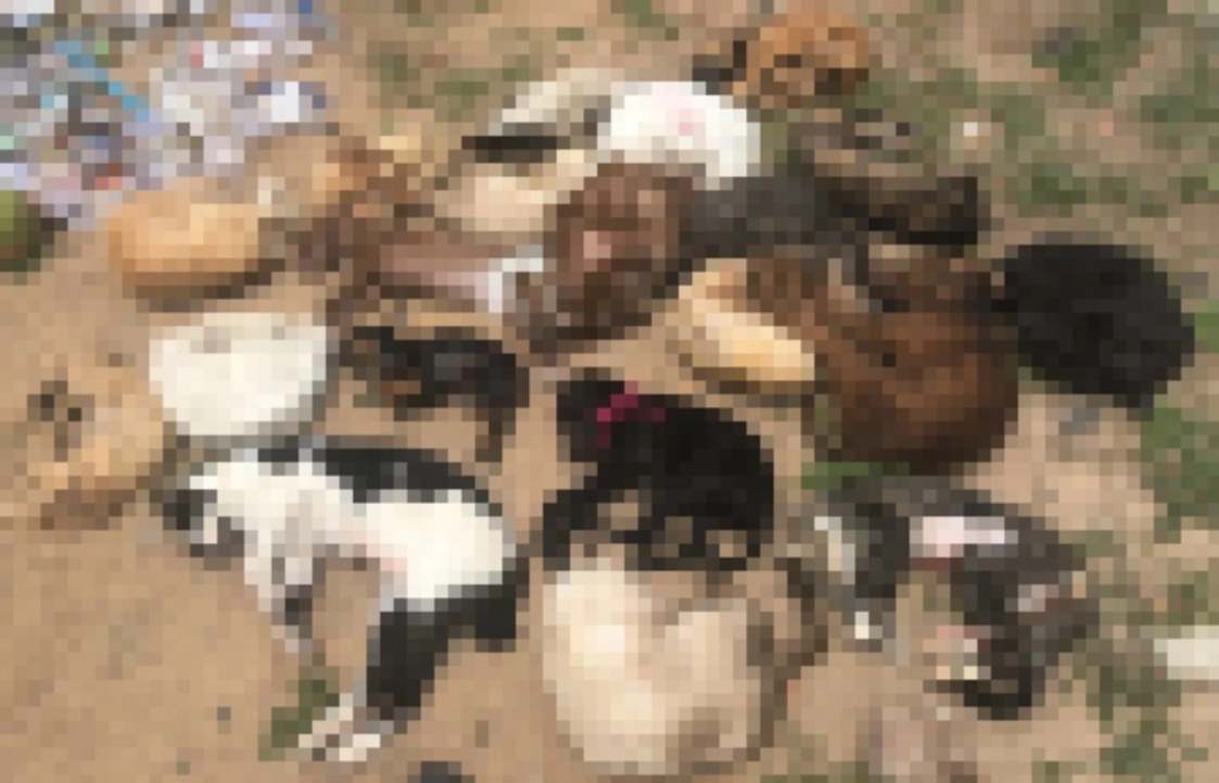 20 animais são encontrados mortos dentro de sacola em lixo de Parnaíba