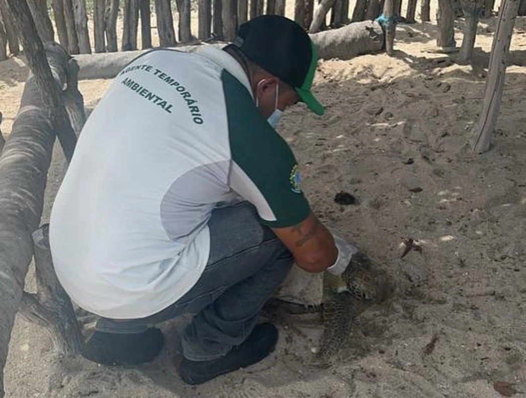 Instituto Tartarugas do Delta resgata tartaruga jovem em Cajueiro da Praia
