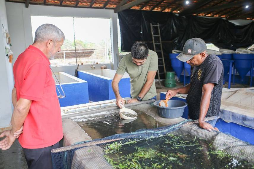 Distribuição de alevinos beneficia mais de duas mil famílias de agricultores no Piauí Distribuição de alevinos beneficia mais de duas mil famílias de agricultores no Piauí